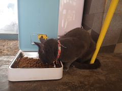 -喵屿·大理花园猫咖