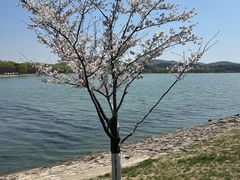 -羊山湖公园