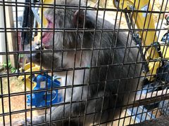 -岚山猴子公园