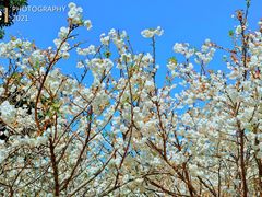 -天适樱花悠乐园
