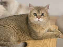 -有喵·猫咖·狗咖·30几只猫10只小狗(岗厦店)