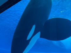 -珠海长隆海洋王国