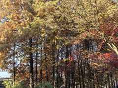 -溱湖国家湿地公园