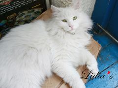 猫-Sirena海妖日咖夜酒