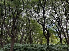 -新虹桥中心花园