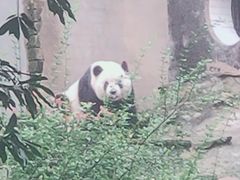 -中国大熊猫保护研究中心雅安碧峰峡基地