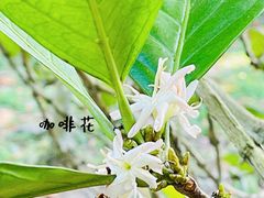 -兴隆隆苑咖啡庄园