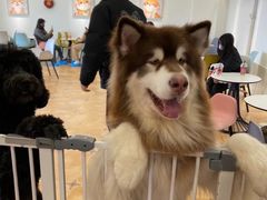 -Let's go狗咖·猫咖·奶狗·桌游(春熙路IFS店)