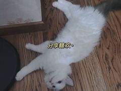 -佳雯宠物医院(金华南路分院)