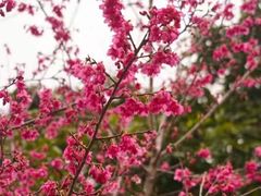 -福建鲤鱼洲酒店