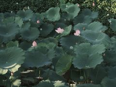 -荔湾湖公园