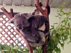 -费瑟代尔野生动物园