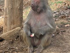 -合肥野生动物园