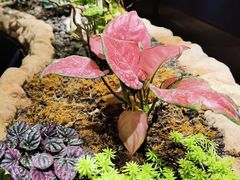 -南宫五洲植物乐园