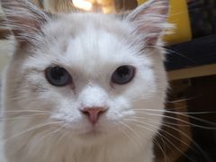 -滚猫咖啡·猫咖·猫友好撸猫(未来城店)