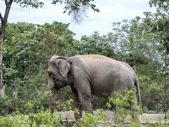 -清迈夜间动物园
