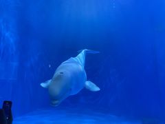 -多彩贵州城极地海洋世界