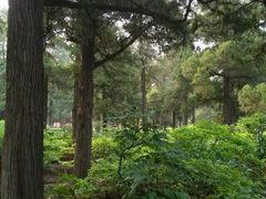 景山公园-景山公园