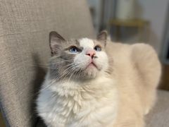 -FAELING PETS美天灵宠物(富力广场店)