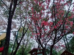 -黑龙潭公园