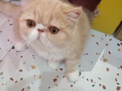 -滚猫咖啡·猫咖·猫友好撸猫(未来城店)