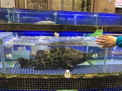 -欢乐海岸美食联盟