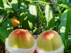 -老袁家蜜桃农场·阳山水蜜桃