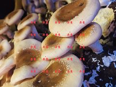 手剪香菇-谭鸭血老火锅(漳州路店)