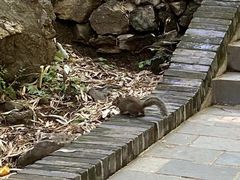 -红螺寺