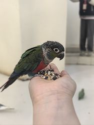 -Moni星球萌宠·小马宝莉·灵蛇·高端高阶全萌宠互动体验俱乐部(红豆国际广场店)