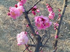 -泰山风景名胜区-普照寺