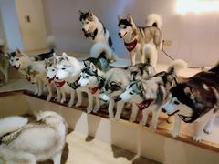 -Husky Go! 哈士奇体验馆·宠物咖啡厅狗咖