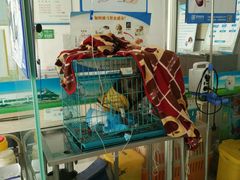 -艾吉宠物医院·疑难杂症转诊中心·猫友好(碧江路院)