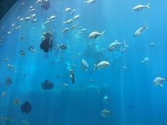 -瑞德姆美人鱼海底演艺主题餐厅(亚龙湾店)
