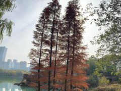 -天鹅湖体育公园