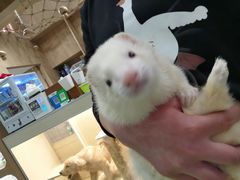 -藦茜花园宠物主题亲子互动体验馆(国顺东路店)