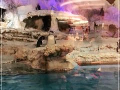 -帝企鹅自助餐厅•儿童岛•真企鹅(长隆企鹅酒店)