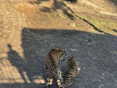 -西霞口神雕山野生动物世界