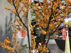 -华润深圳湾体育中心-“春茧” 体育馆