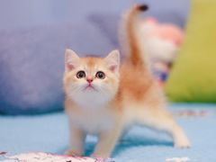 -Bastet sally猫舍购宠(静安店)