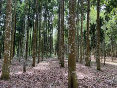 -中国科学院西双版纳热带植物园