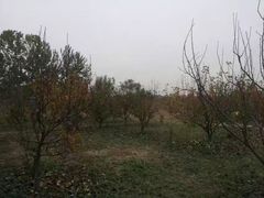 -万源龙顺度假庄园生态观光园