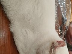 -有猫主题·治愈系猫咖(曾厝垵店)