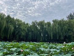 -团结湖公园