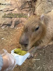 -Zoolung Zoolung动物主题公园(海信广场店)