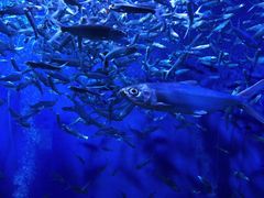 -成都浩海立方海洋公园