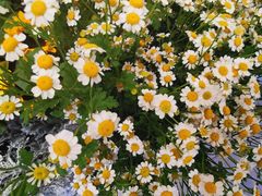 -植物学家的女儿(北马道巷店)