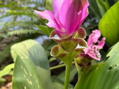 -中国科学院西双版纳热带植物园
