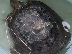 -青石桥花鸟鱼虫市场(叠翠城店)