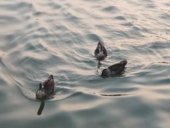 -海珠湖公园